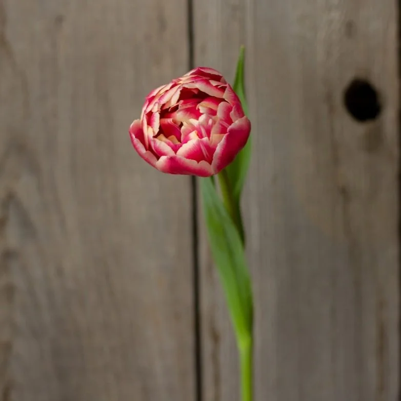 Tulip - Columbus — Pretty Flower Farm